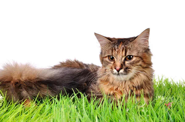 Vicces cica macska, zöld fű — Stock Fotó
