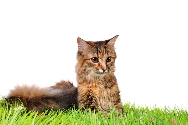 Grappige kitten kat op groen gras — Stockfoto