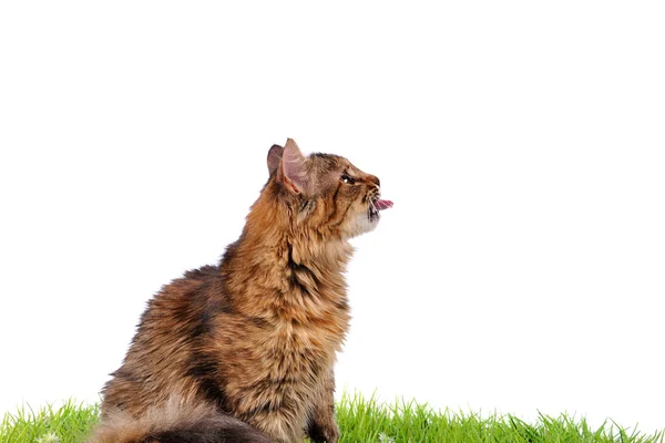 Lustige Katzenkätzchen auf grünem Gras — Stockfoto