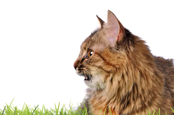 Funny kitten cat on green grass — Stock Photo, Image