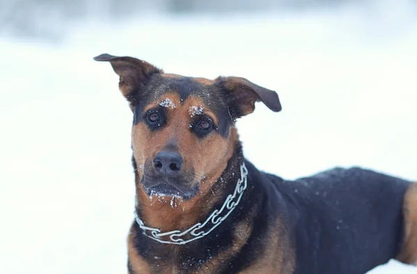 Cão engraçado na neve — Fotografia de Stock