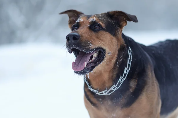 Divertido perro en la nieve —  Fotos de Stock