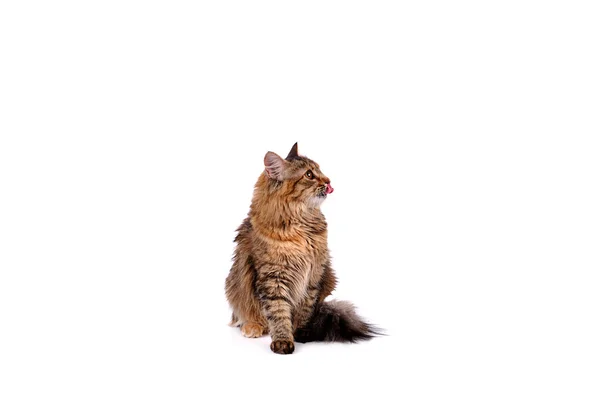 Gato divertido gato aislado en blanco —  Fotos de Stock