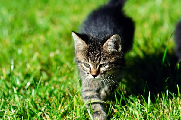 Gatinho na grama — Fotografia de Stock