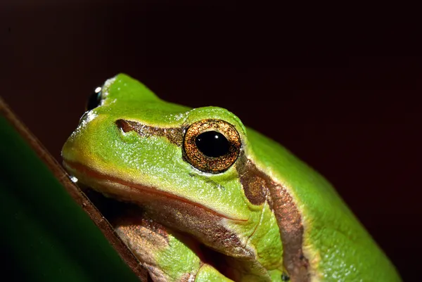 Rana verde del árbol — Foto de Stock