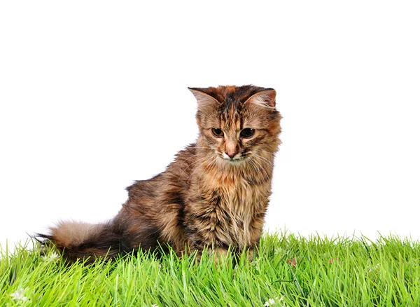 Grappige kitten kat op groen gras — Stockfoto