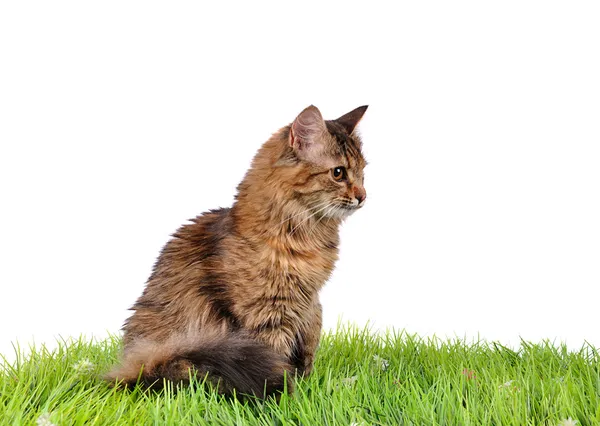 Yeşil çimenlerin üzerinde komik yavru kedi — Stok fotoğraf