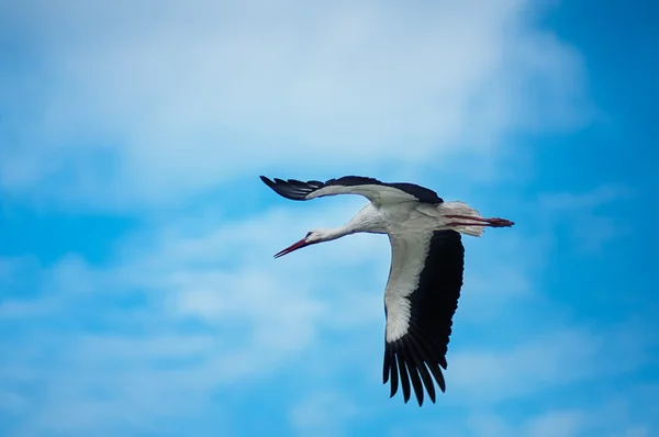 Storch fliegt in den blauen Himmel — Stockfoto