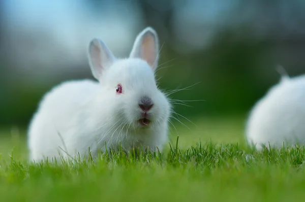 Baby white rabbit in grass — Stock Photo, Image