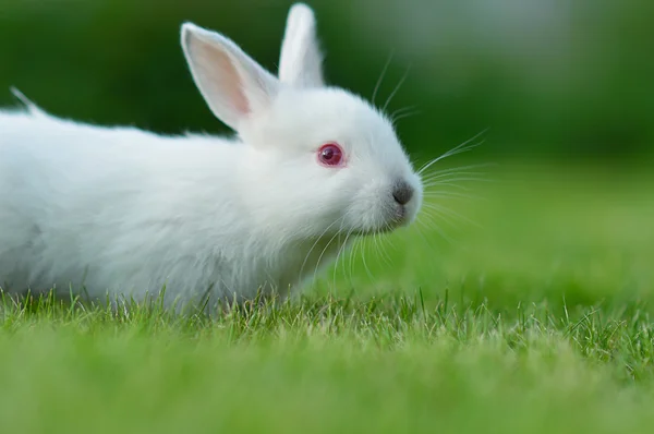 Bebê coelho branco na grama — Fotografia de Stock