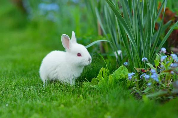 Baby wit konijn in gras — Stockfoto