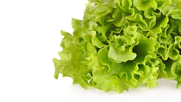 Grüner Salat — Stockfoto