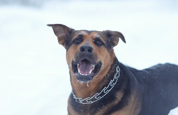 Grappige hond op de sneeuw — Stockfoto