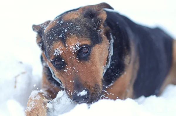 Grappige hond op de sneeuw — Stockfoto