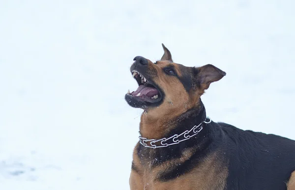 Grappige hond op de sneeuw — Stockfoto