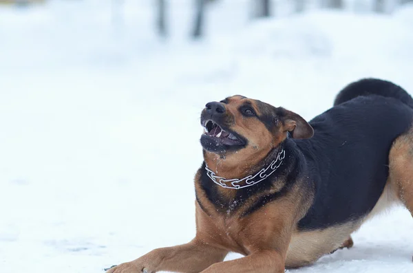 Funny dog on the snow — Stock Photo, Image