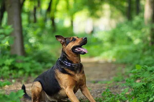Bahar ormanda yürüyüş köpek — Stok fotoğraf