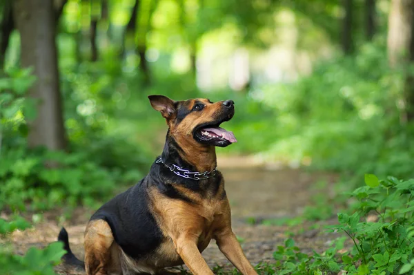 Hond wandelen in voorjaar woud — Stockfoto