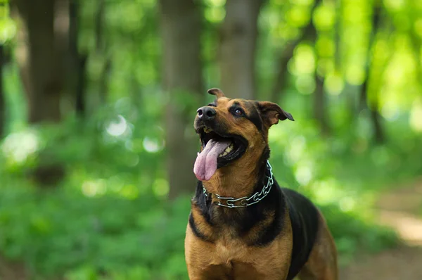 Hund gå i foråret skov - Stock-foto