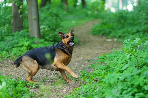 Köpek parkta oynuyor. — Stok fotoğraf