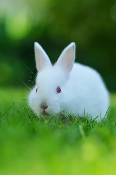 Baby wit konijn in gras — Stockfoto