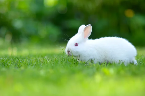 Baby weißes Kaninchen im Gras — Stockfoto