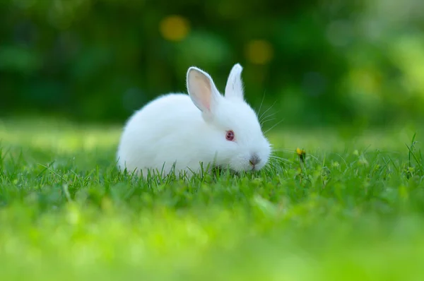 Bebé conejo blanco en la hierba — Foto de Stock