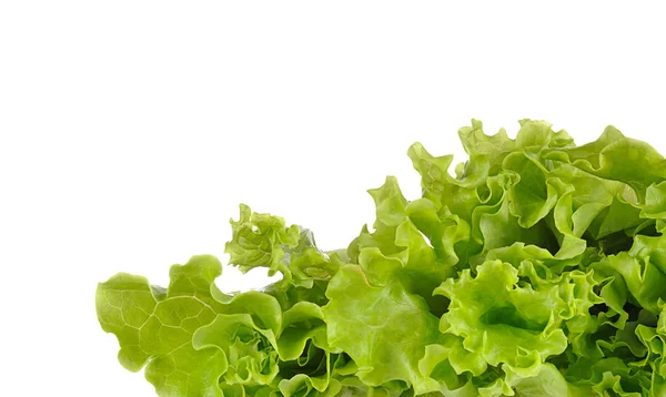 Grøn salat - Stock-foto