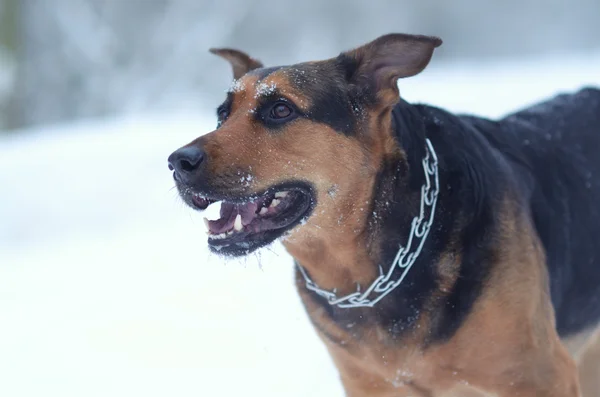 Funny pes na sněhu — Stock fotografie