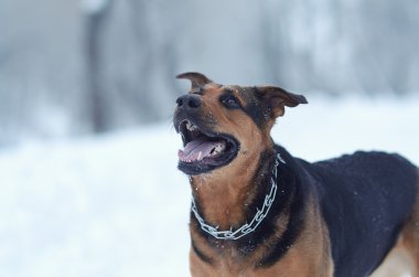 mutlu köpek içinde belgili tanımlık kar