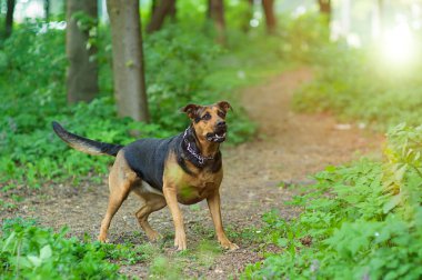 açık havada köpek