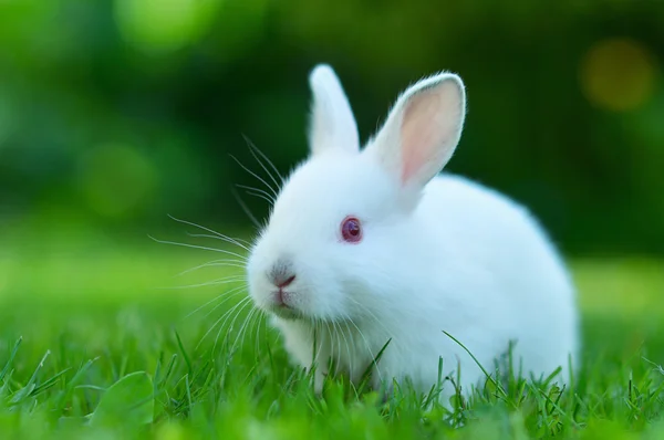 Funny baby white rabbit in grass — Stock Photo, Image