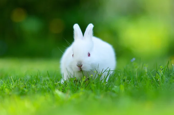 Funny baby wit konijn in gras — Stockfoto