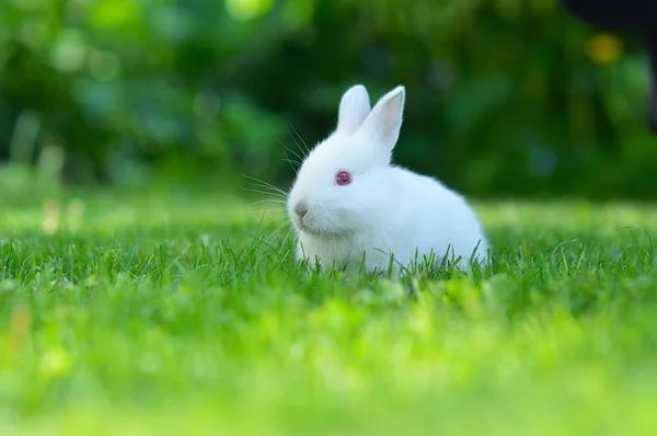 Engraçado bebê coelho branco na grama — Fotografia de Stock