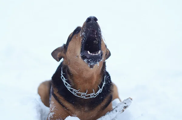 Dog in the snow — Stock Photo, Image