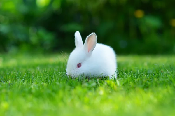 Funny baby wit konijn in gras — Stockfoto