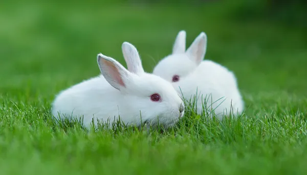 Funny baby witte konijnen in gras — Stockfoto