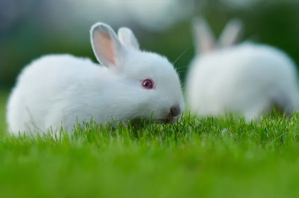 Funny baby witte konijnen in gras — Stockfoto