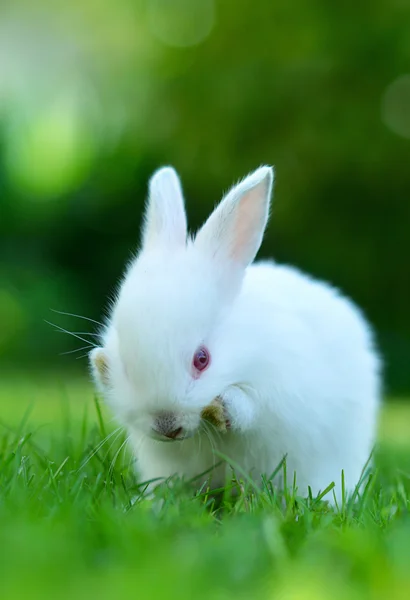 Funny baby wit konijn in gras — Stockfoto