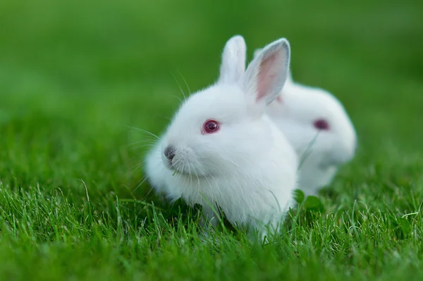 Funny dítě bílých králíků v trávě — Stock fotografie