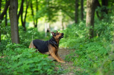 Yürüyen Köpek