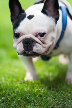 açık havada köpek