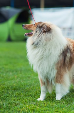 açık havada köpek