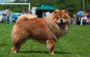 açık havada köpek