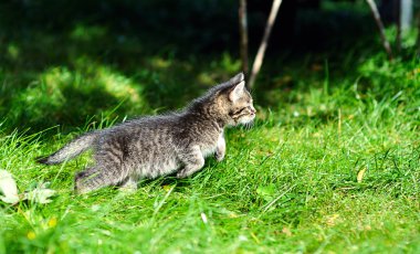 çimenlerin üzerinde yavru kedi