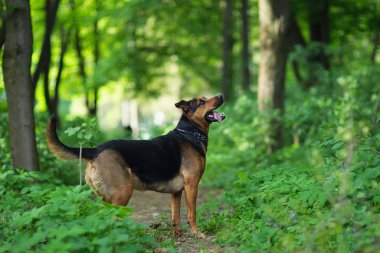 Yürüyen Köpek