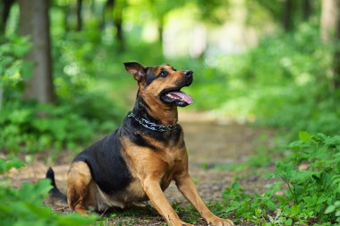Mutlu Köpek