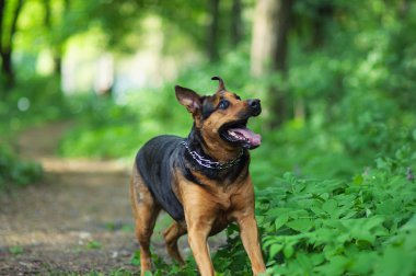 açık havada köpek