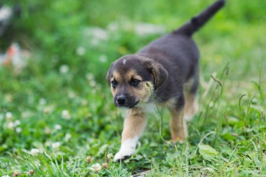 köpek 2 ay çalışan