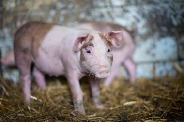 bir çiftlikte genç domuz